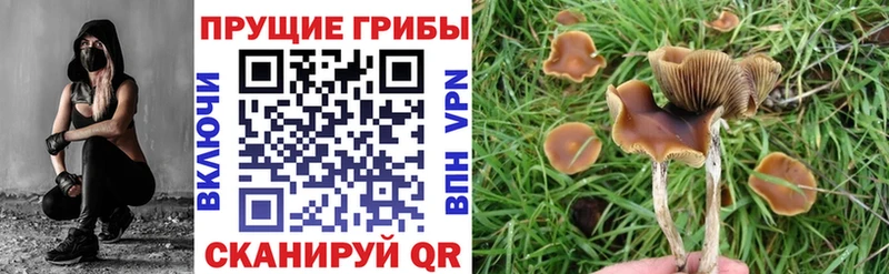 Галлюциногенные грибы Cubensis  Иннополис 